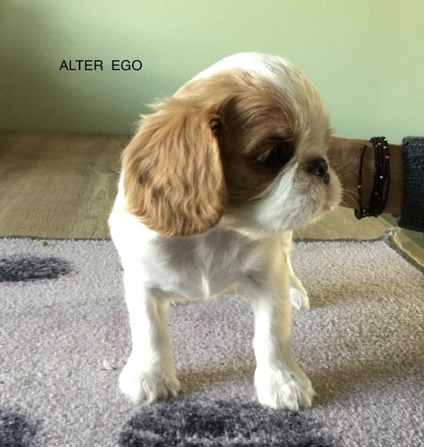 de Sorine - Chiots disponibles - King Charles Spaniel