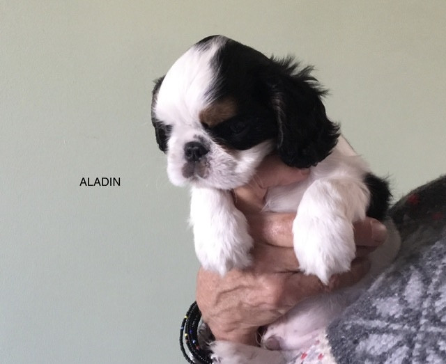 de Sorine - Chiots disponibles - King Charles Spaniel