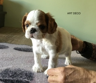 de Sorine - Chiots disponibles - King Charles Spaniel