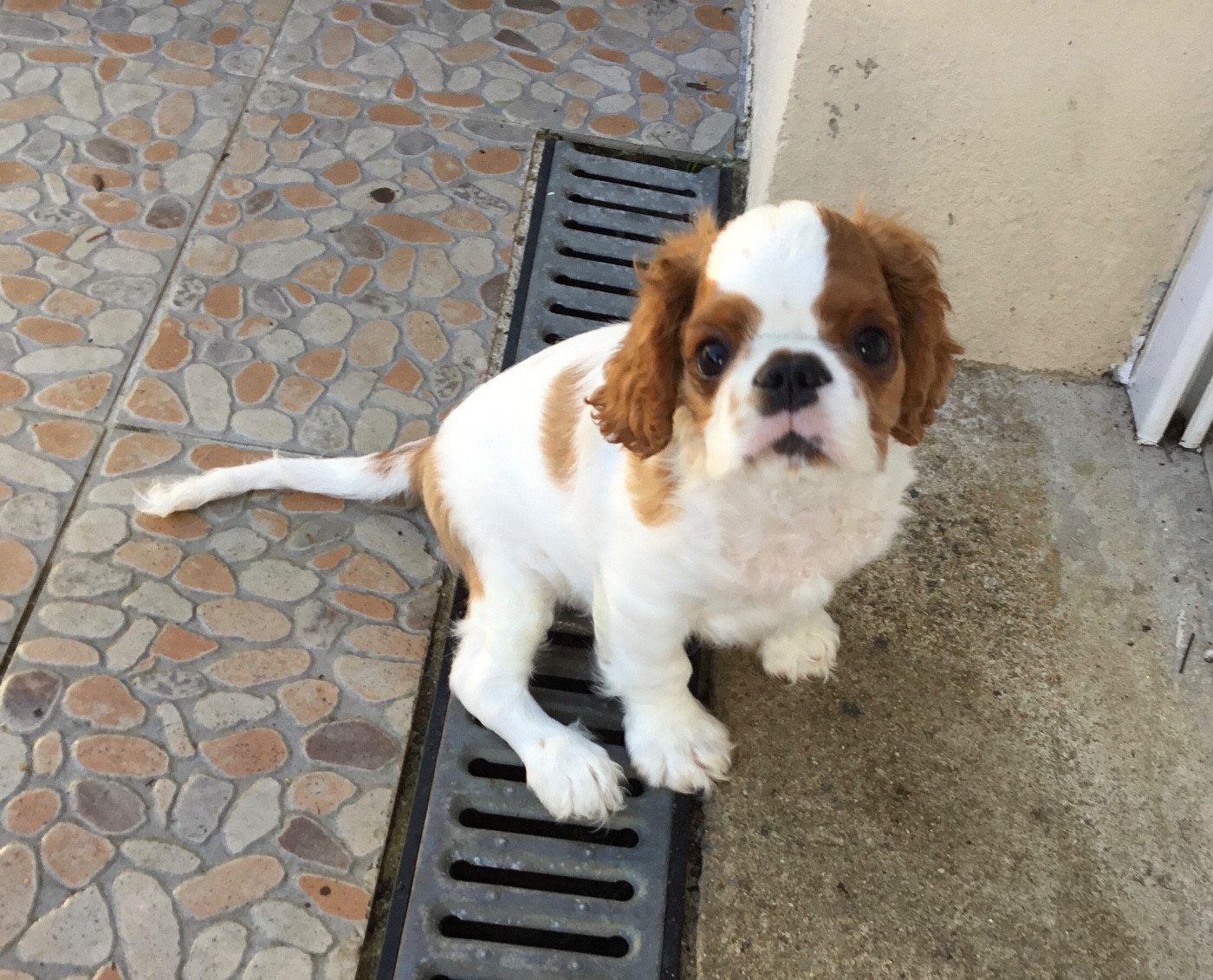 de Sorine - Chiots disponibles - King Charles Spaniel