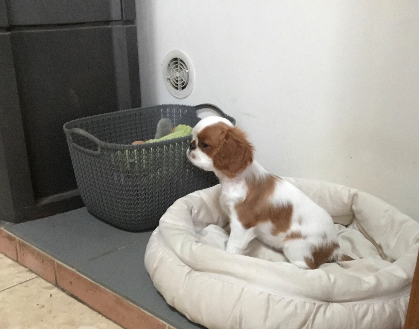 de Sorine - King Charles Spaniel - Portée née le 24/08/2025