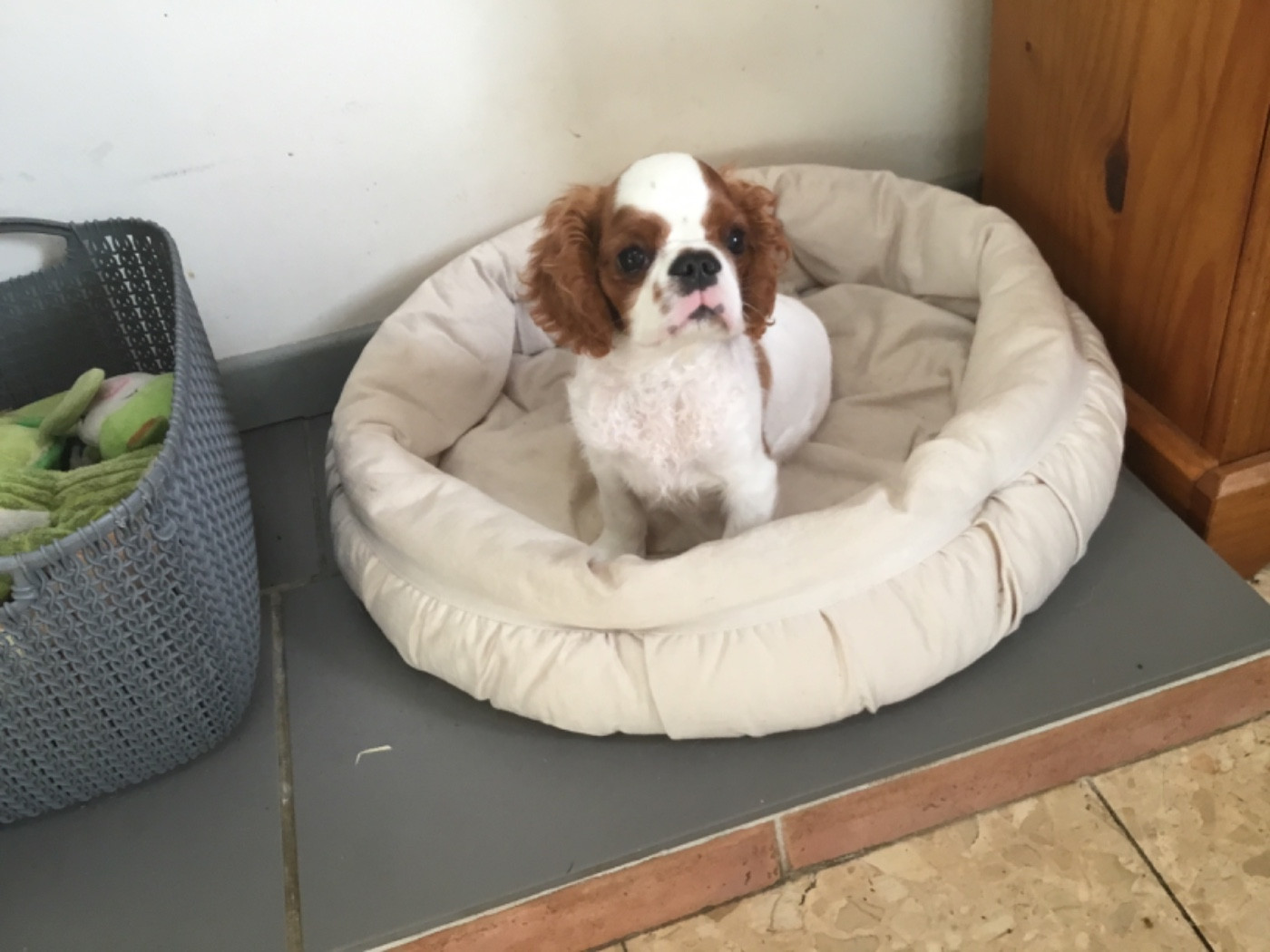de Sorine - Chiots disponibles - King Charles Spaniel